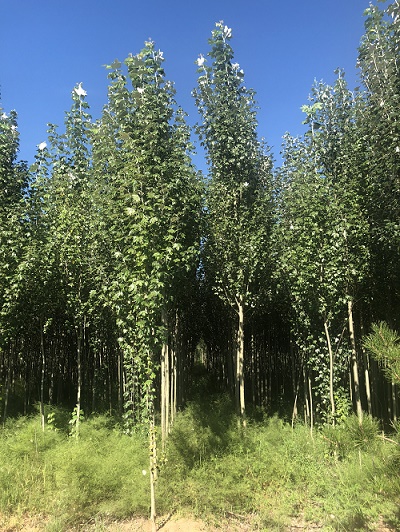 內蒙古新疆楊